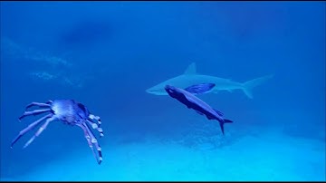 Aspect 10. Module 5 White shark investigation