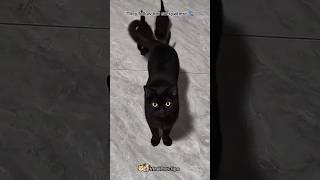 A Mother Cat’s Love Never Fails 🐱❤️ #shorts #cats #kitten