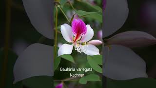 BEAUTIFUL FLOWERING TREES (INDIAN ORIGIN)