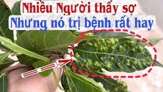 Many people are afraid but it is very good for treating diseases, treating cervical lymph nodes, ...