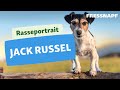 Rasseportrait: Jack Russell Terrier の動画、YouTube動画。