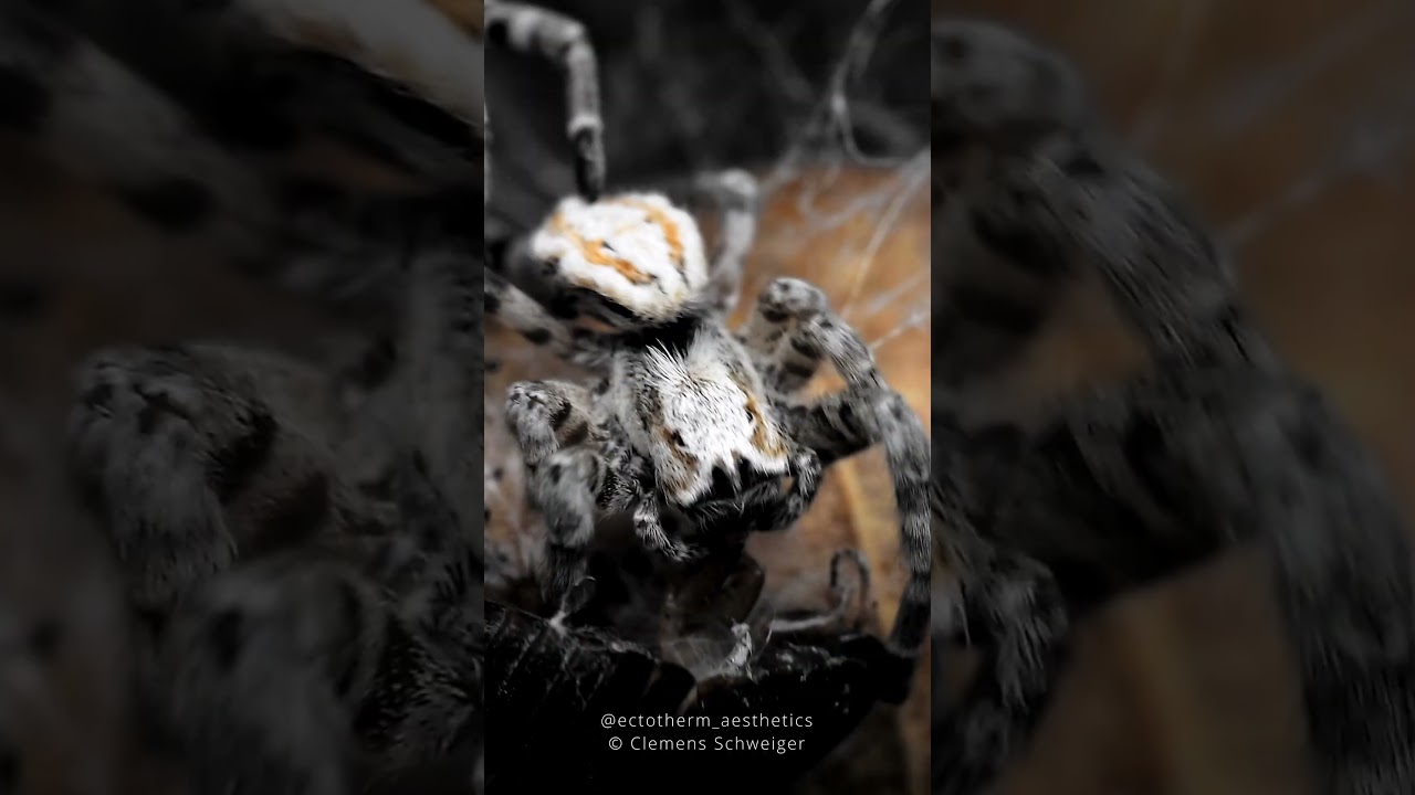 Desert velvet spiders Stegodyphus dufouri feeding on a roach, semi communal species 