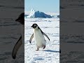 The Penguin Shuffle#shorts