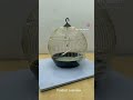 Beautiful Golden Bird Cage