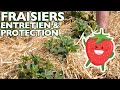 Les fraisiers  entretien  paillage  protection contre limaces et oiseaux