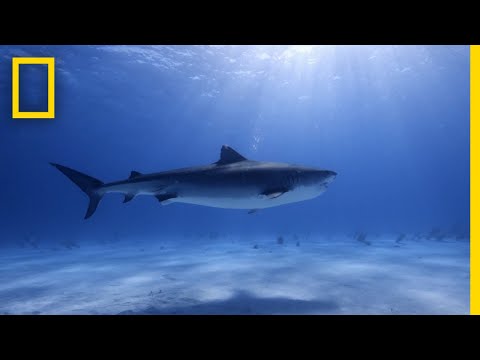 Say hello to Kamakai, the world's biggest tiger shark - ABC News