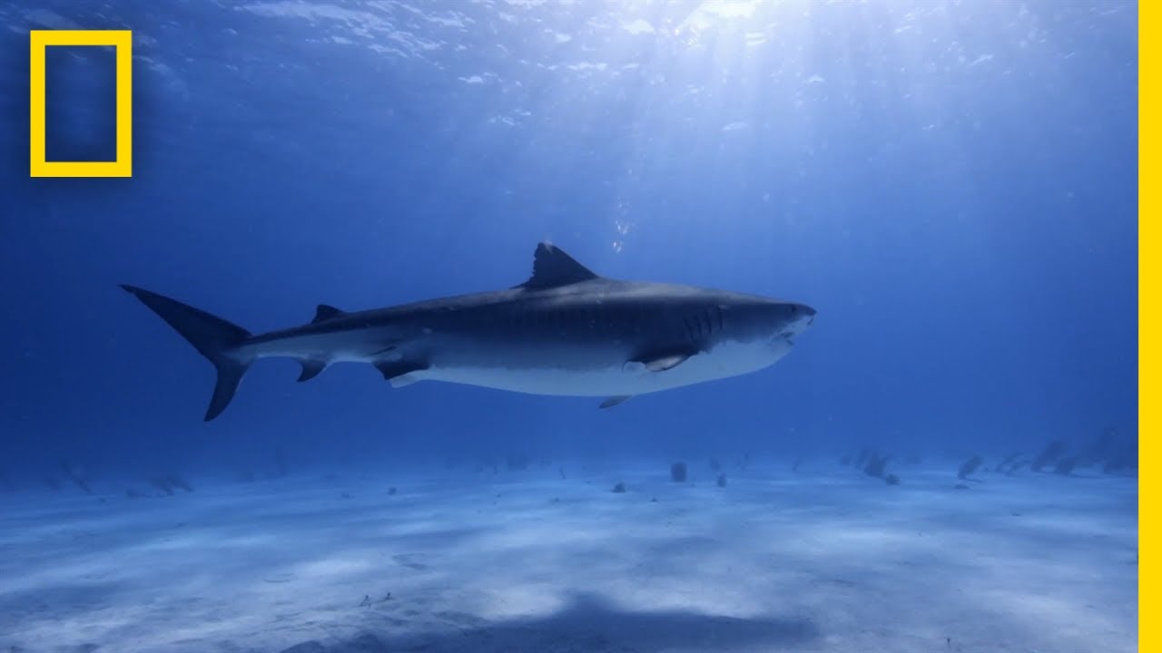 ⁣Tiger Shark Database | World's Biggest Tiger Shark?