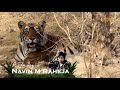 Animal conflict  a film by navin m raheja