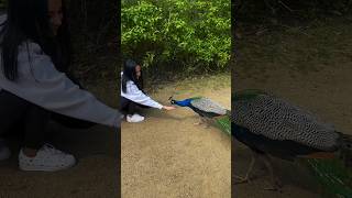 The Rarest Moment She Ever Saw! 🦚