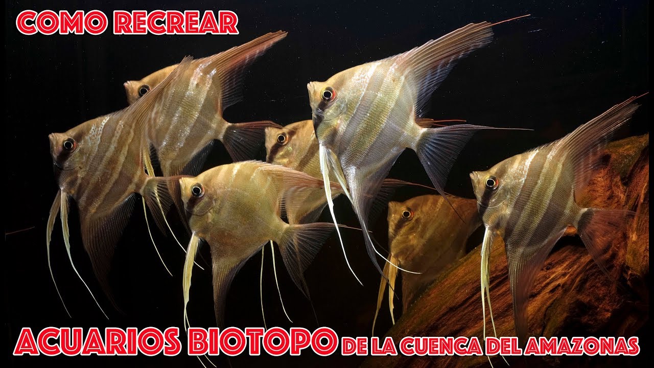 Como recrear acuarios Biotopo de la cuenca del Amazonas