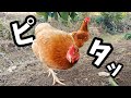 突然ピタッ…あかねとこがね、異変を察知!?【ニワトリ飼育】#105