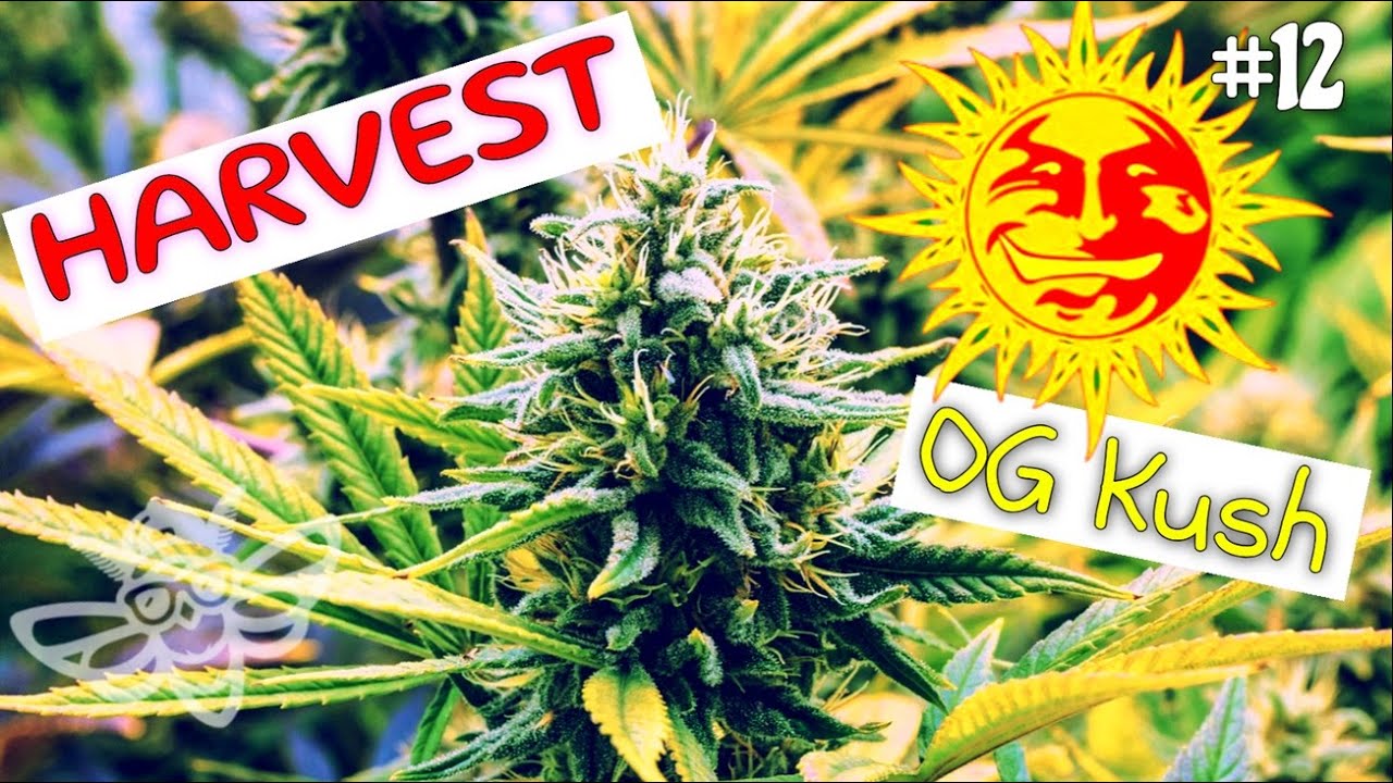 OG Kush Ernte #35