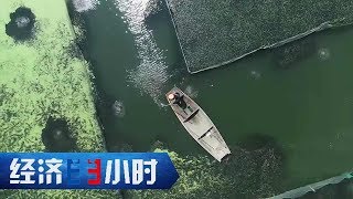 《经济半小时》阳澄湖里的“蟹污染” 20191111 | CCTV财经