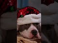 Cani e gatti in costume Natalizio #cani #gatti #costume #natalizio