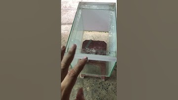 Hướng dẫn thuần Cá lóc #calockieng #channamaru #channa #caloc #xuhuong #shorts