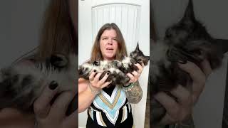 Sassy Koonz Madalaine - Personality Assessment by Sassy Koonz Maine Coon Cattery 721 views 8 months ago 1 minute, 23 seconds