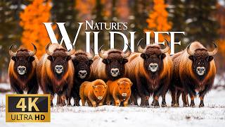 Nature's Gentle Wildlife Pathways 4K 🐾 Radiant Wildlife Havens with Tranquil Piano for Calm Hearts