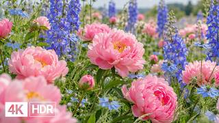 🌸 A Garden Filled With Natural Beauty 4K | Beautiful Flowers & Gentle Piano screenshot 3