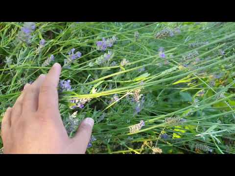 Video: Lavanta Hidcote Nedir: Bahçelerde Hidcote Lavanta Yetiştirmeyi Öğrenin