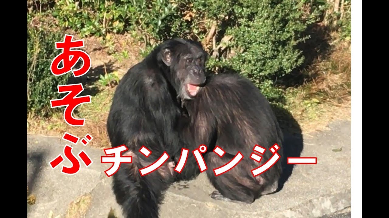 チンパンジー 飼育の部屋 チンパンジー 飼育の部屋