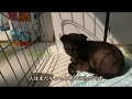 一人がさみしくて泣く元野犬 The stray puppy crying from loneliness