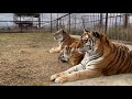 ЛУННАЯ ПОХОДКА тигра Акбара ! Отличие суматранских тигров от амурских явно видно !