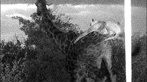 Giraffe Gets Attacked By Lions (With Night Vision Camera)