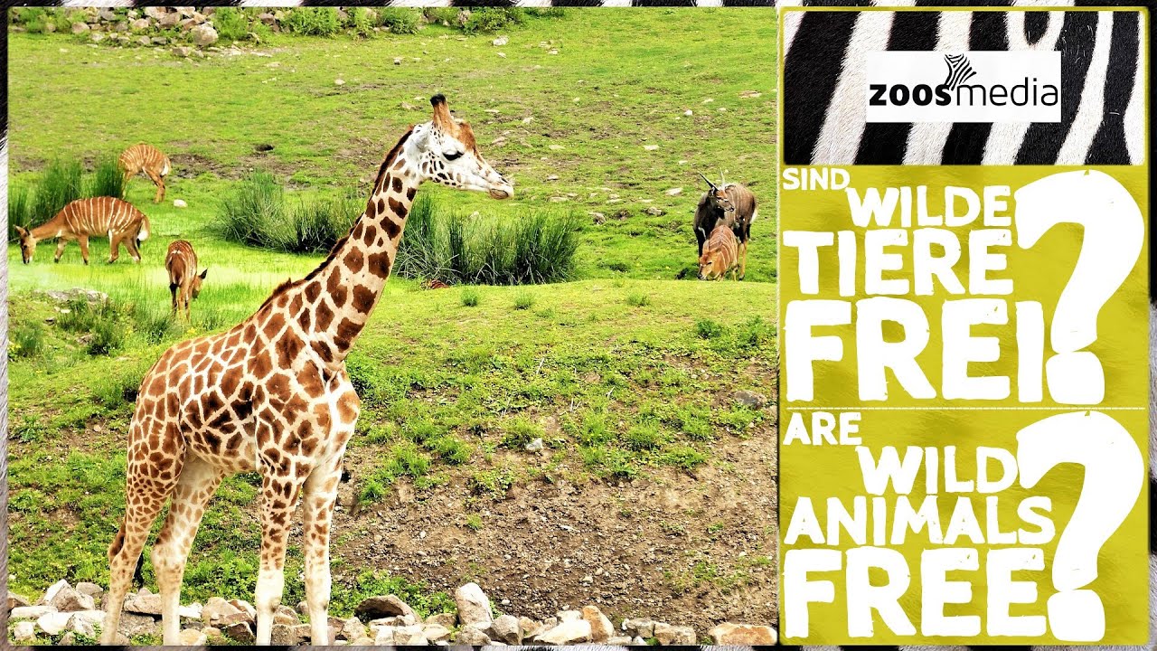 Sind wilde Tiere FREI? 🤔 | zoos.media
