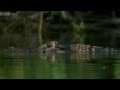 Giant otters vs caiman  natural world 20122013 giant otters of the amazon preview  bbc two