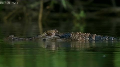 Giant Otters vs Caiman - Natural World 2012-2013: Giant Otters of the Amazon Preview - BBC