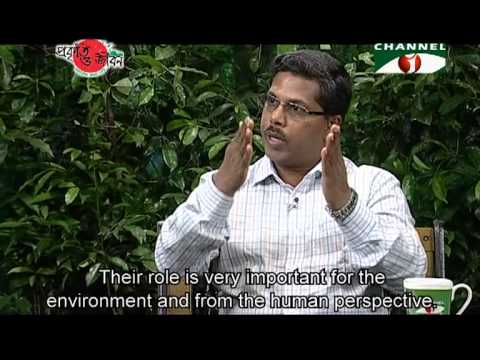 ভিডিও: ধূসর মনিটর টিকটিকি: বর্ণনা, বাসস্থান, অভ্যাস, ছবি