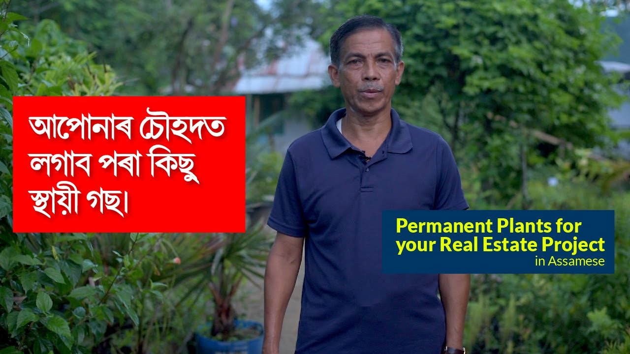 আপোনাৰ চৌহদত লগাব পৰা কিছু স্থায়ী গছ| | Permanent Plants for Real Estate Projects