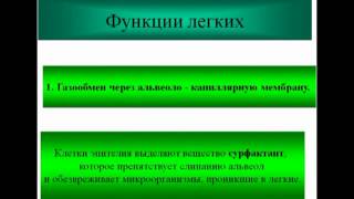 Дыхательные пути Дыхательные пути