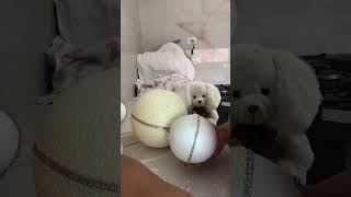 E pra combinar com a mini árvore nada mais nada menos que as bolas feitas com pérolas