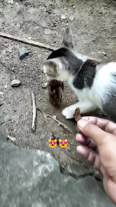 menyantuni kucing liar 218 #kucinglucu #kucing #sayangkucing #simeong #shortsviral