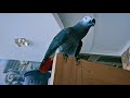 ✅ КАЧЕЛИ ДЛЯ ПЕТРУНИ 🐦 ОДИН ДЕНЬ ИЗ ЖИЗНИ ГОВОРЯЩЕГО ПОПУГАЯ  🔥  Funny parrot zhako petrunya)