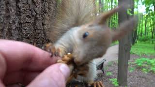 Пытаюсь накормить бельчонка / I'm trying to feed the squirrel baby by Всё по Серьёзному 2,320 views 2 days ago 6 minutes, 52 seconds