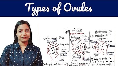 types of ovules | types of ovules class XII , B.Sc. , M.Sc. | By Jyoti Verma