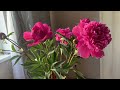 Цветут пионы- красота и благоухание !!!