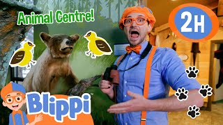 Blippi Amazing Animal Centre! | Blippi | Animals for Kids | Educational Videos | Learn about Animals