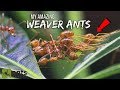 My Amazing WEAVER ANTS | The Coolest Ants You Ever Did See