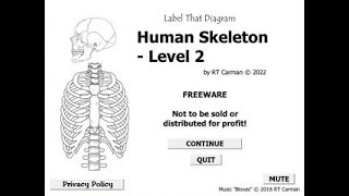 LTD Human Skeleton  2 - MED