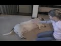 Fat Dog Has A Heart Attack