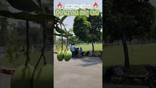 Second Time Manga Chia Seeds🥭😋#odia #odiaminivlog #odiashorts #ytshorts #shorts