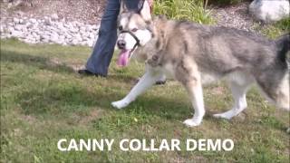 Canny Collar Demo Video