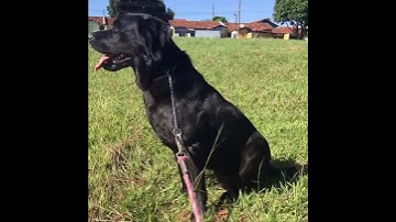 Apresentação do Sistema Layla - Automação com arduino