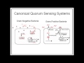 Quorum sensing in Gram negative and Gram positive bacteria ...