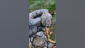 Ammonite Fossil almost overlooked! 🪨🔍😵 #fossilhunting #fossils #shorts #coast #rock #sea #ammonite