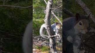 Excited squirrel 🐿️ shaking his tail rapidly ❤️ #animals #nature #wildlife #cute