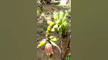 cây chuối độc lạ bến tre /chặc ngang trổ buồng luôn